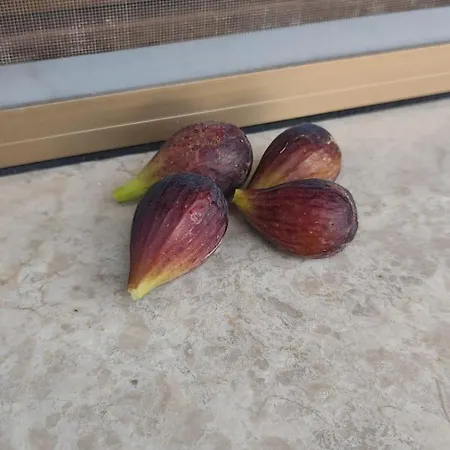 Lejlighed La Maison De Claire